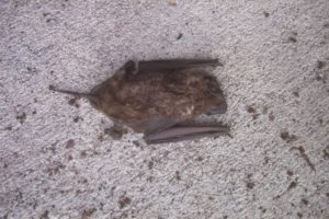 bat on ground